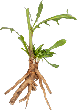 inulin prebiotic fibre